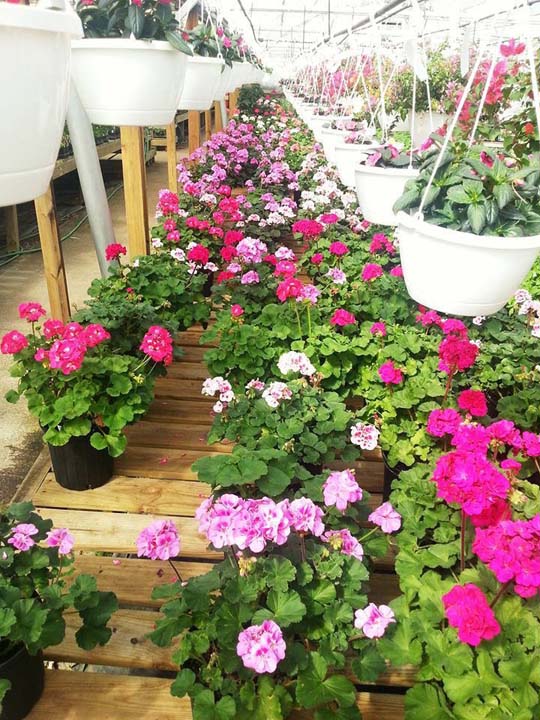 Cox�s Plant Farm Clayton, IN