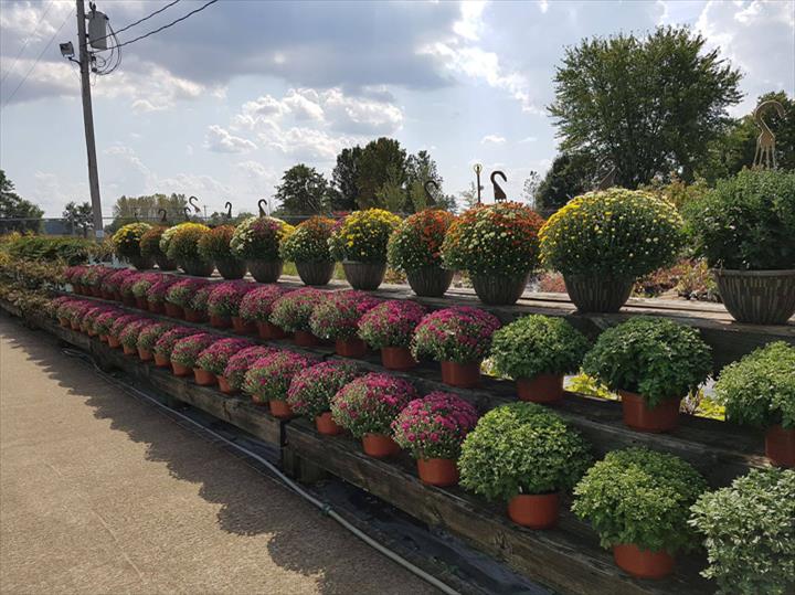 Cox�s Plant Farm Clayton, IN